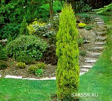 кипарис кипарис